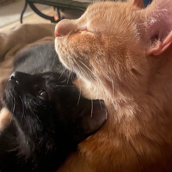 Meet your Posher, Li - Picture 5 of 12